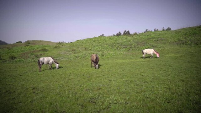 Horses grazing in the stunning Greenery meadow of Khaptad National Park, Farwest Nepal, Himalayan Region