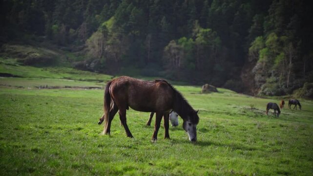 Horses grazing in the stunning Greenery meadow of Khaptad National Park, Farwest Nepal, Himalayan Region