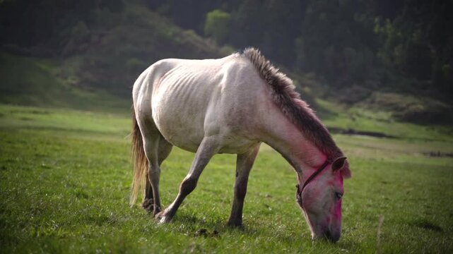 Horses grazing in the stunning Greenery meadow of Khaptad National Park, Farwest Nepal, Himalayan Region