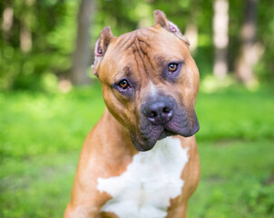 A red and white Mastiff x Pit Bull Terrier mixed breed dog with cropped ears