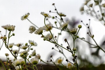 photo recording of a type of plant called fine jet