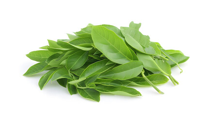 Fresh Curry Leaves | Fragrant and Essential Ingredient for Authentic Indian and Asian Cuisine