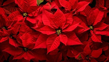 Red poinsettia background, Christmas holiday theme
