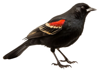 Obraz premium PNG Red winged blackbird animal beak white background.