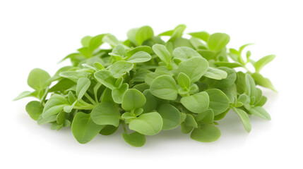 Obraz premium Fresh Marjoram Leaves | Aromatic and Versatile Herb for Cooking and Herbal Remedies