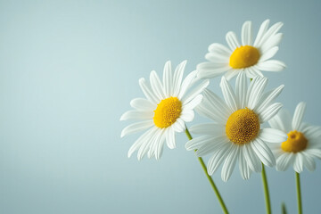Fototapeta premium daisies on bright background with copy space