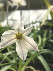 Obraz premium White flowers of the Ipheion uniflorum