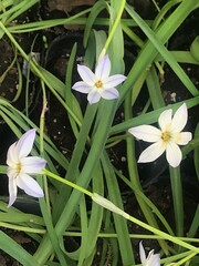 Fototapeta premium White flowers of the Ipheion uniflorum
