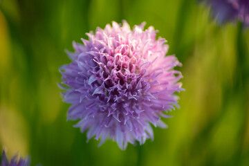 Fototapeta premium close up of a flower