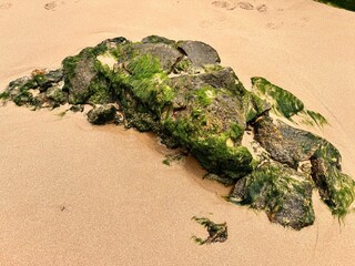 Large stones overgrown with green algae on a sandy beach near the ocean The nature of the tropics