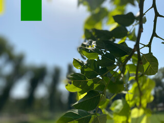 green leaves against sky