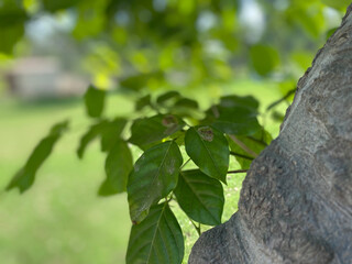 leaves on a tree