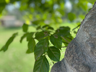 leaves on a tree
