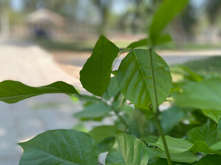 green leaves of the sky