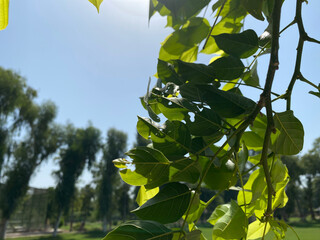 green leaves on a branch