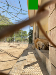 lion sit our cage