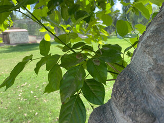 leaves on the wall