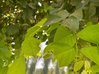 green leaves on a tree