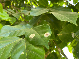 green leaf with water drops