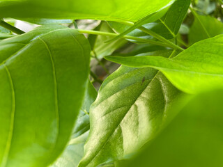 green leaf with drops