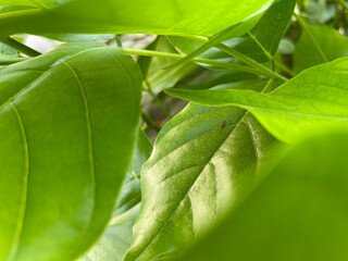 green leaf background
