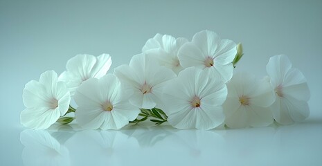 A Cluster of Elegant White Flowers in Full Bloom