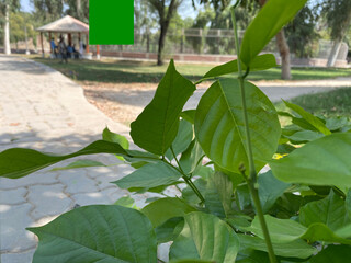 leaves in the garden