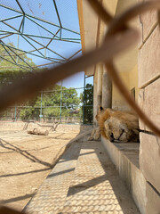 lion in the cage
