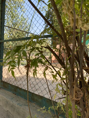 trees in the garden