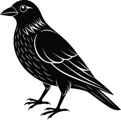 bird,
bird silhouette,
birds flying,
bird illustration,
animal illustration,
sparrow,
animal set,
animal silhouette,
animal,
wild,
zoo,
wildlife,
bird feather,
wings,
feather illustration,
collection,