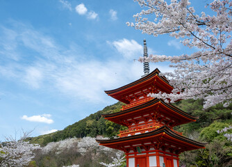 Sakura blossom season in Japan. Sanjunoto pagoda and blooming cherry trees, Kiyomizu deraTemple, Kyoto