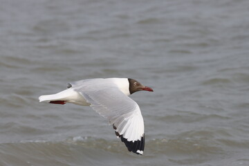 This photograph features a Brown-headed Gull in flight over the coastal waters of Odisha. With its distinctive brown head and white body, the gull gracefully soars above the ocean