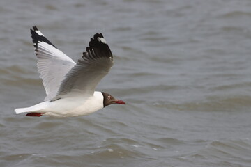 This photograph features a Brown-headed Gull in flight over the coastal waters of Odisha. With its distinctive brown head and white body, the gull gracefully soars above the ocean