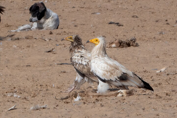 Egyptian vulture or Neophron percnopterus, at Jorbeer in Rajasthan, India