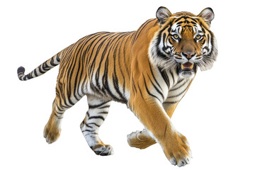 Fototapeta premium Walking tiger in full growth on transparent background