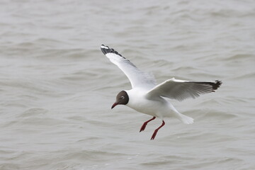 This photograph features a Brown-headed Gull in flight over the coastal waters of Odisha. With its distinctive brown head and white body, the gull gracefully soars above the ocean, 
