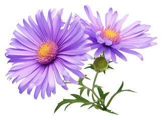 Obraz premium PNG Aster aster blossom flower.