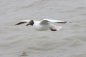 This photograph features a Brown-headed Gull in flight over the coastal waters of Odisha. With its distinctive brown head and white body, the gull gracefully soars above the ocean, 