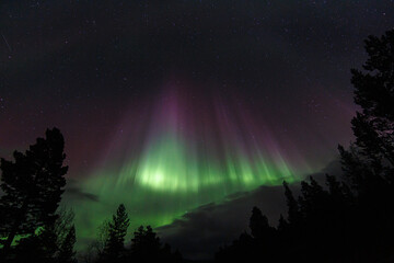Aurora Borealis, Norhtern Lights above the trees in the Norwegian forest around the arctic circle, KP6 or KP7 solar storm. Green and red colors. Colorful aurora.