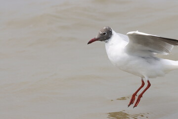 This photograph features a Brown-headed Gull in flight over the coastal waters of Odisha. With its distinctive brown head and white body, the gull gracefully soars above the ocean, 