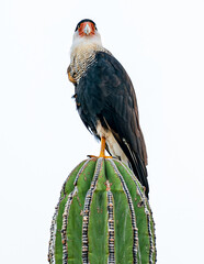 carcara carancho sobre cactus en el desierto