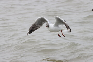 This photograph features a Brown-headed Gull in flight over the coastal waters of Odisha. With its distinctive brown head and white body, the gull gracefully soars above the ocean, 