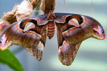 Macro shot of an atlas spinner