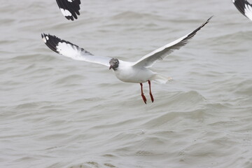 This photograph features a Brown-headed Gull in flight over the coastal waters of Odisha. With its distinctive brown head and white body, the gull gracefully soars above the ocean, 