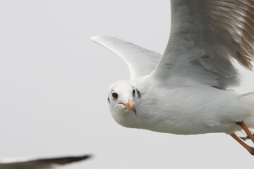 This photograph features a Brown-headed Gull in flight over the coastal waters of Odisha. With its distinctive brown head and white body, the gull gracefully soars above the ocean, 