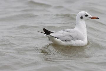 This photograph features a Brown-headed Gull in flight over the coastal waters of Odisha. With its distinctive brown head and white body, the gull gracefully soars above the ocean, 