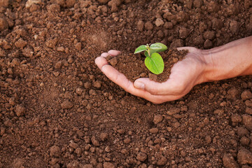 A man is holding a small plant in his hand. The plant is in the hands and surrounded by earth. The concept of environmental problems, the concept of environmental protection