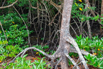 Dense mangrove forest. Intricate network of aerial roots form striking pattern on the forest floor. Gnarled trunks and lush green foliage create dense canopy overhead on Bintan Island, South East Asia