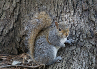 Grey squirrel sitting at base of tree
