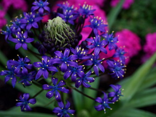 Vibrant, Rich Purple and Read Flowers Close Up